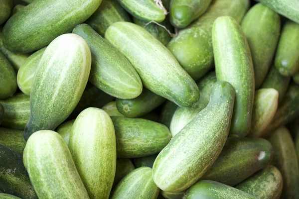 Fresh cucumber — Stock Photo, Image