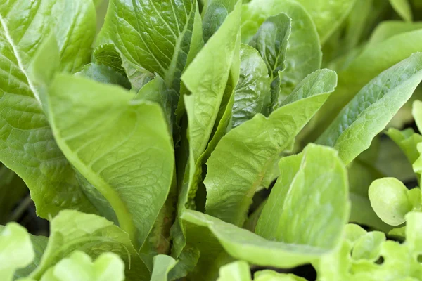 Hydroponic vegetable — Stock Photo, Image