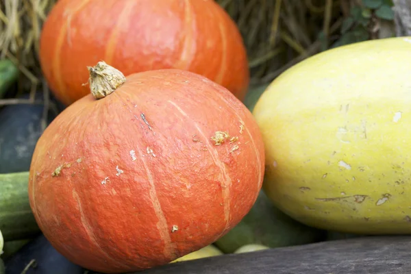 Fresh pumpkins — Stock Photo, Image