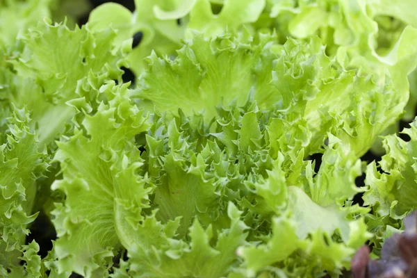 Hydroponic vegetable — Stock Photo, Image