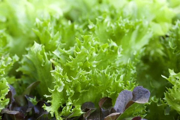 Hydroponic vegetable — Stock Photo, Image