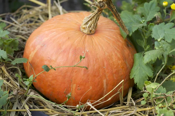 Fresh pumpkins — Stock Photo, Image