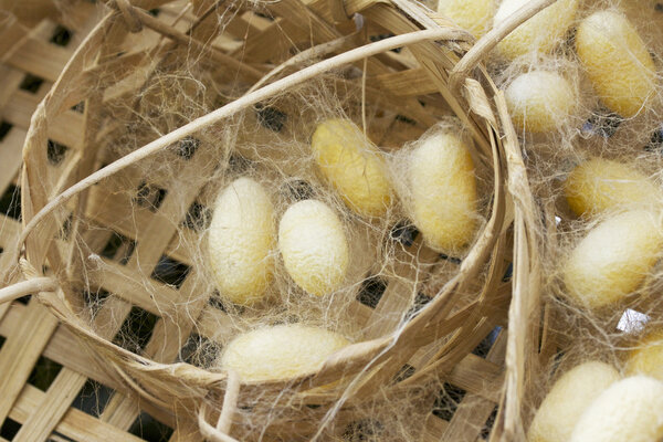 a lot of yellow cocoon silkworm