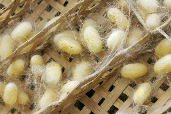 Een heleboel gele cocoon zijderupsen — Stockfoto