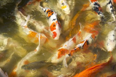 Gölde sazan balığı