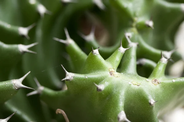 Close-up van cactus — Stockfoto