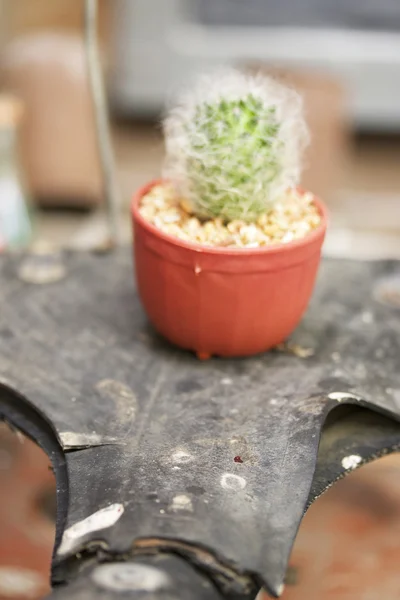 Close up cactus — Stock Photo, Image