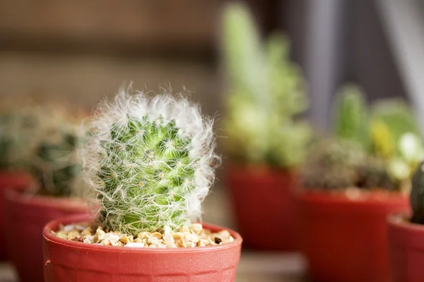 Närbild kaktus — Stockfoto