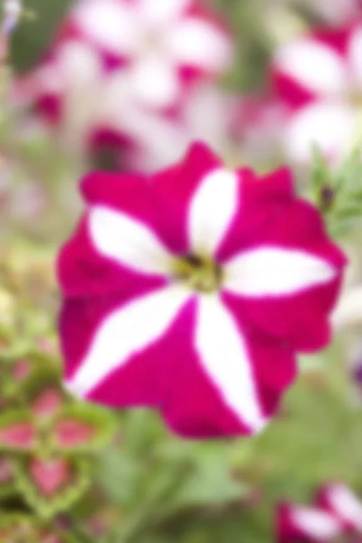 As flores de petúnias — Fotografia de Stock