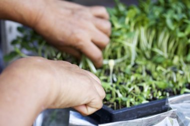 Bitkiler zayıf ayçiçeği