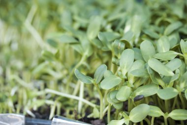 Bitkiler zayıf ayçiçeği