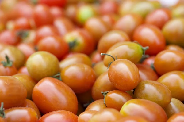 Viele frische Tomaten — Stockfoto