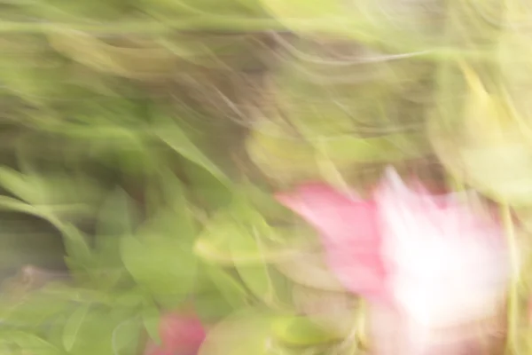 Suddig blommor lätta stigar bakgrund — Stockfoto