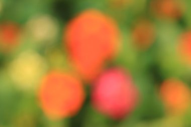 bulanık çiçek ışık yollar arka plan