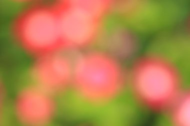 bulanık çiçek ışık yollar arka plan