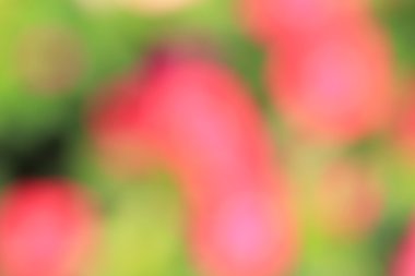 bulanık çiçek ışık yollar arka plan