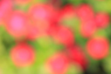 bulanık çiçek ışık yollar arka plan