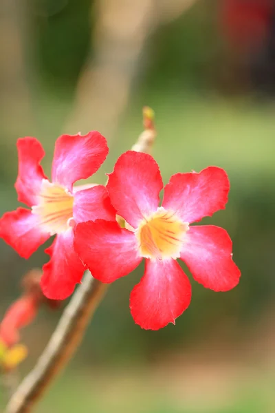 ぼやけたピンク色の花 — ストック写真