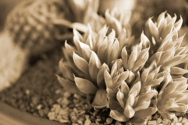 Close-up van cactus — Stockfoto