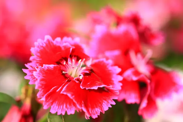 Λουλούδια θολή φόντο φως μονοπάτια — Φωτογραφία Αρχείου