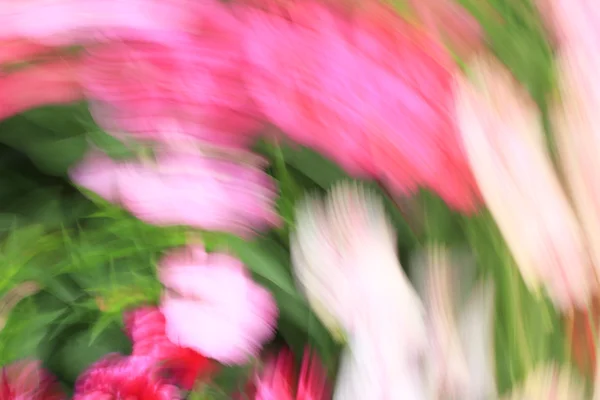 Bulanık çiçek ışık yollar arka plan — Stok fotoğraf