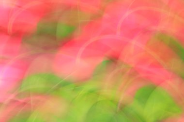 bulanık çiçek ışık yollar arka plan