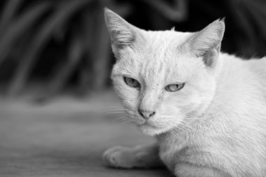 beyaz kedi arıyorum