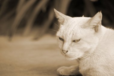 beyaz kedi arıyorum