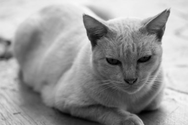 beyaz kedi arıyorum