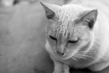 beyaz kedi arıyorum