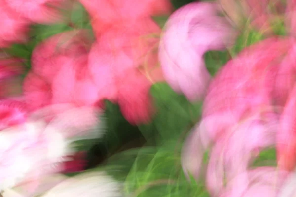 Blurred flowers light trails background — Stock Photo, Image