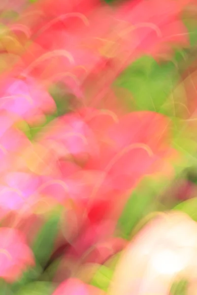 Размытые цветы светлые тропы фон — стоковое фото