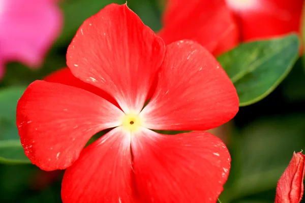 Flores borrosas luz senderos fondo — Foto de Stock