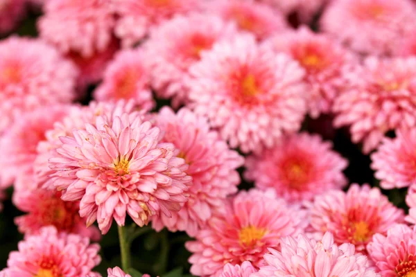 Flores de gerbera — Fotografia de Stock