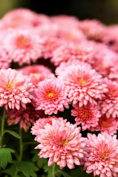 Flores de gerbera — Fotografia de Stock