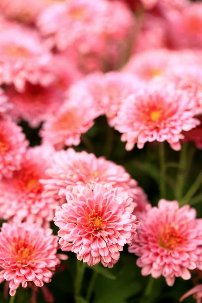 Gerbera çiçekleri — Stok fotoğraf