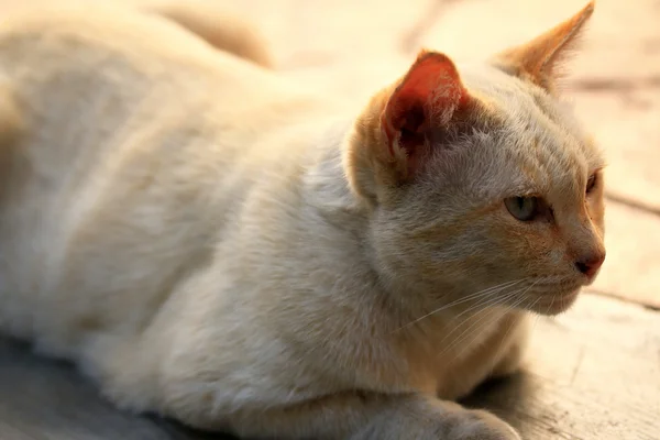 Gato blanco mirando — Foto de Stock