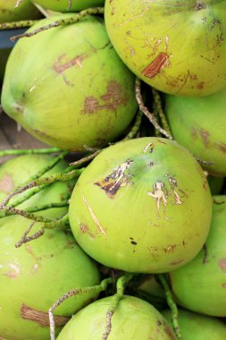 taze hindistan cevizi