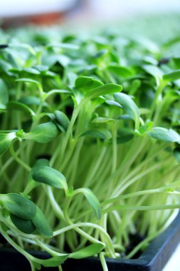 Bitkiler zayıf ayçiçeği