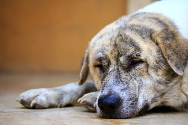 Dog sleeping — Stock Photo, Image