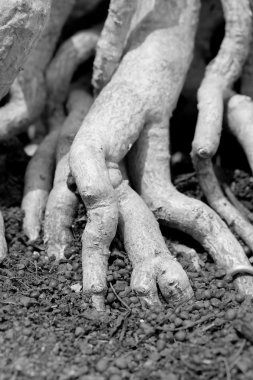 kök ve yaprak doğada