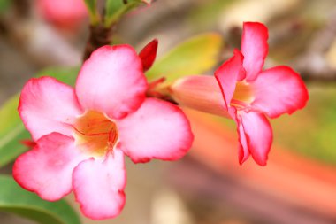 Impala lily adenium - pembe çiçekler