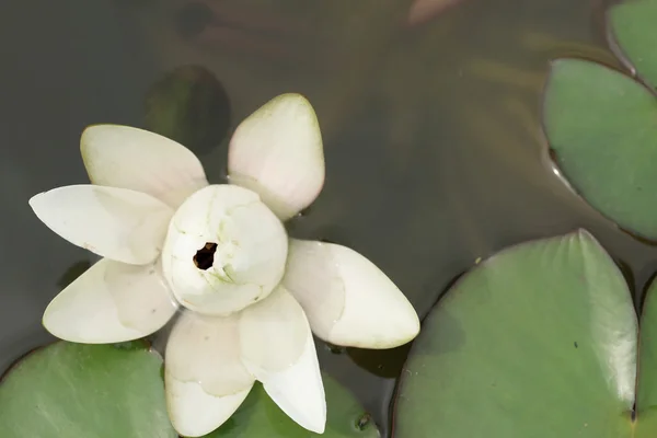 Flor de lótus — Fotografia de Stock