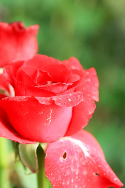 Rosas vermelhas — Fotografia de Stock