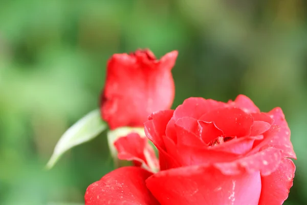 Rosas vermelhas — Fotografia de Stock