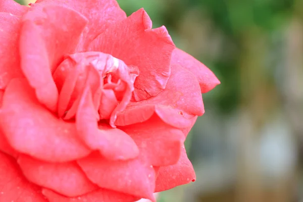 Rosas vermelhas — Fotografia de Stock