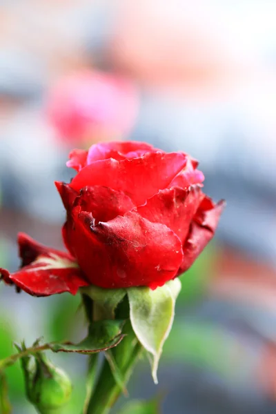 Rote Rosen — Stockfoto