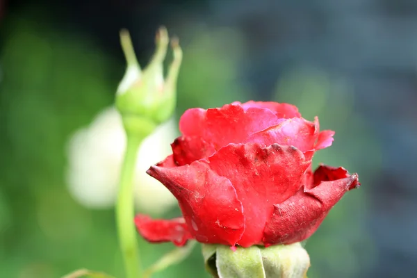 Rosas vermelhas — Fotografia de Stock