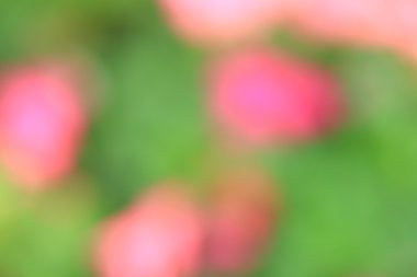 bulanık çiçek ışık yollar arka plan