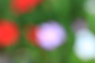 bulanık çiçek ışık yollar arka plan